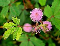 Pink Mimosa Pudica Seeds for Planting – Hardy Variety, Heirloom, Non-GMO Organic Garden Seeds