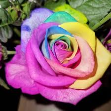 Rainbow Rose Flower Seeds – Wildflower Mix, Heirloom, Non-GMO & High Germination Organic Garden Seeds