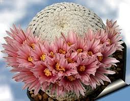 Heirloom Cactus Flower Seeds for Planting – Shade Tolerant, Non-GMO, High Germination Organic Garden Seeds