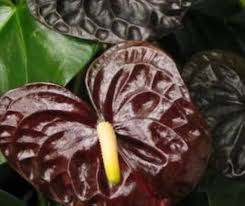 Anthurium Dark Brown Flower Seeds for Planting – Heirloom, Non-GMO, High Germination Organic Garden Seeds