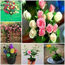 Color Rose Seeds Flower Seeds for Planting – Heirloom, Non-GMO, High Germination Organic Garden Seeds