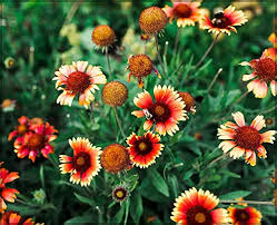Gaillardia Flower Seeds for Planting – Drought Tolerant, Heirloom, Non-GMO & High Germination Seeds