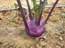 Kohlrabi Purple Vienna Seeds for Planting – Heirloom, Non-GMO, Fast-Growing Cool-Season Vegetable