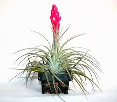 Tillandsia Fuchsii Flower Seeds for Planting – Heirloom, Non-GMO, High Germination Organic Garden Seeds