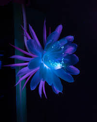 Light Blue Epiphyllum Flower Seeds for Planting | Heirloom Non-GMO High Germination Organic Garden Seeds