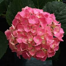 Red Baron Hydrangea Flower Seeds for Planting – Heirloom, Non-GMO, High Germination Organic Garden Seeds