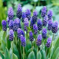Latifolium Flower Seeds for Planting – Heirloom Non-GMO Wildflower Mix, High Germination Organic Garden Seeds
