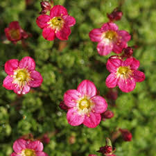 Saxifraga Pink Flower seeds for Planting – Garden Favorite, Heirloom &amp; GMO Free Seeds for Home Garden, High Germination