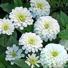 Heirloom White Zinnia Salmon Flower Seeds for Planting – Vibrant Colors, Non-GMO, High Germination Organic Garden Seeds