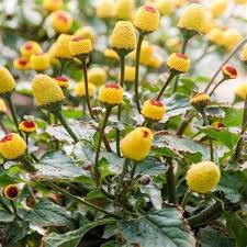Yellow Spilanthes Flower Seeds for Planting | Heirloom Non-GMO High Germination Organic Garden Seeds