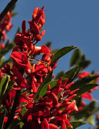 Erythrina Crista Galli Orange Flower Seeds for Planting – Heirloom, Non-GMO, High Germination Organic Seeds