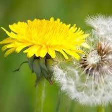 Taraxacum Flower Seeds for Planting – Heirloom, Non-GMO Cottage Garden Essential, High Germination Seeds