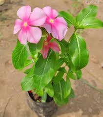 Pink Periwinkle Flower Seeds for Planting – Heirloom, Non-GMO, Organic Garden Seeds