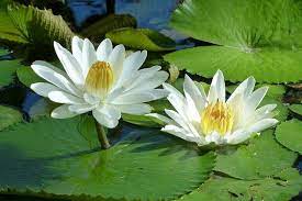 Open Mouth Bonsai Lotus Flowers Seeds for Planting - Water Lily, Easy Grow Aquatic Plant for Garden & Pond