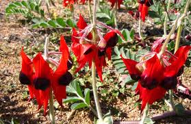 Heirloom Swainsonia Flower Seeds for Planting – Non-GMO, Seasonal Bloomer Organic Garden Seeds