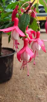 Pink Mix Fuchsia Flower Seeds for Planting – Hardy Variety, Heirloom & Non-GMO Seeds