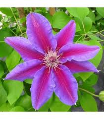 Clematis Rooguchi Flower Seeds – Heirloom, Non-GMO, Colorful Organic Garden Seeds for Planting