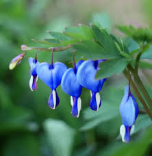 Blue Bleeding Heart Flower Seeds for Planting - Heirloom, Non-GMO, High Germination Organic Garden Seeds