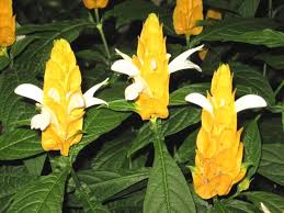 Yellow Pachystachys Lutea Flower Seeds for Planting – Heirloom, Non-GMO, Easy to Grow Organic Garden Seeds