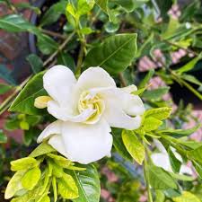 Gardenia Jasminoides Flower Seeds for Planting – Heirloom, Non-GMO, High Germination Organic Garden Seeds