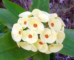 Euphorbia Flower Seeds for Planting – Low Maintenance, Heirloom, Non-GMO, High Germination Seeds