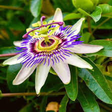 Purple Passion Flower Seeds for Planting – Heirloom, Non-GMO, Compact Growth Organic Garden Seeds