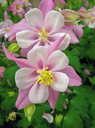Columbine Flower Seeds for Planting – Premium Quality, Heirloom, GMO Free Organic Garden Seeds
