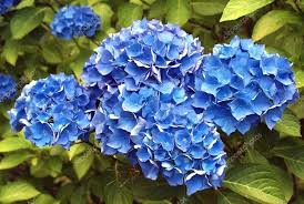 Sea Blue Geranium Pelargonium Flower Seeds for Planting – Heirloom, Non-GMO, Low-Maintenance Garden Seeds