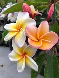 Orange Frangipani Flower Seeds for Planting - Heirloom, Non-GMO, High Germination Organic Garden Seeds