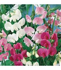 Heirloom Lathyrus Sativus Flower Seeds for Planting – Non-GMO, High Germination Organic Garden Seeds