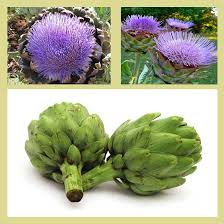 Cynara Flower Seeds for Planting – Compact Growth Heirloom Non-GMO High Germination Organic Garden Seeds