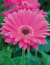 Mixed Gerbera Flower Seeds for Planting – Heirloom, Non-GMO, High Germination Organic Garden Seeds
