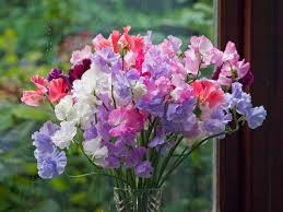 Heirloom Sweet Pea Flower Seeds for Planting – Non-GMO, Cottage Garden Organic Garden Seeds