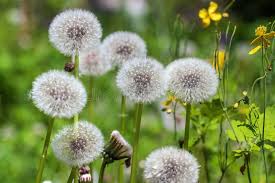 White Dandelion Flower Seeds for Planting | Heirloom Non-GMO Organic Garden Seeds | High Germination, 100pcs