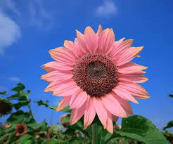 Pink Sunflower Flower Seeds for Planting – Heirloom Non-GMO High Germination Organic Garden Seeds