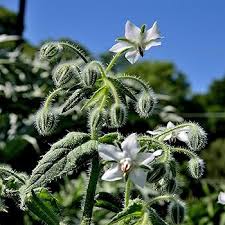 White Borage Flower Seeds for Planting | Heirloom Non-GMO High Germination Organic Garden Seeds