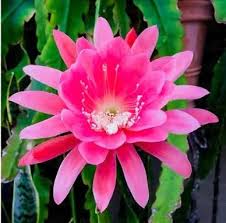 Pink Epiphyllum Oxypetalum Flower Seeds for Planting – Heirloom, Non-GMO, High Germination Organic Garden Seeds