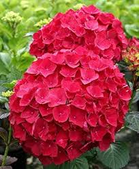 Burgundy Hydrangea Flower Seeds for Planting – Border-Perfect Heirloom, Non-GMO, High Germination Garden Seeds