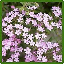 Saponaria Flower Seeds for Planting – Heirloom, Non-GMO, High Germination Organic Garden Seeds