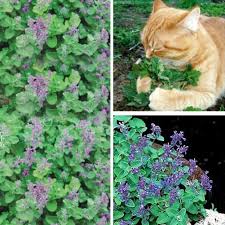 Catnip Catmint Flower Seeds for Planting – Vibrant Colors, Heirloom, Non-GMO, High Germination