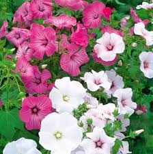 Heirloom Lavatera Flower Seeds for Planting – Pollinator Friendly, Non-GMO, High Germination