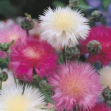 Heirloom Moschata Flower Seeds for Planting – Premium Quality, Non-GMO, High Germination Organic Garden Seeds