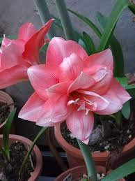 Pink Hippeastrum Flower Seeds for Planting – Heirloom, Non-GMO, Compact Growth Organic Garden Seeds