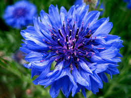 Purple Centaurea Cyanus Flower Seeds for Planting – Heirloom, Non-GMO, High Germination Organic Garden Seeds