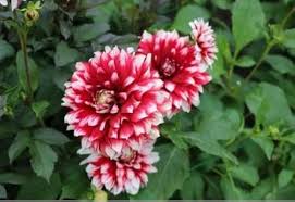 White Red Dahlia Flower Seeds for Planting – Low Maintenance, Heirloom, Non-GMO, High Germination