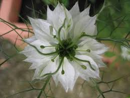 Love in a Mist Flower Seeds for Planting – Fragrant Blossoms, Heirloom, Non-GMO, High Germination Garden Seeds