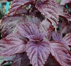 Mixed Perilla Flower Seeds for Planting Heirloom Non-GMO High Germination Organic Garden Seeds