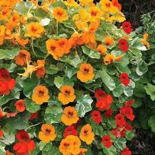 Nasturtium Flower Seeds for Planting – Heirloom, Non-GMO, Premium Quality Garden Seeds