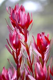 Leucadendron Salignum Conebush Flower Seeds – Heirloom, Non-GMO, Hardy Organic Garden Seeds for Planting