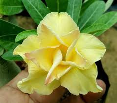 Light Yellow Adenium Obesum Flower Seeds – Non-GMO, High Germination Heirloom Organic Garden Seeds